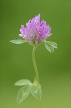 Red clover (Trifolium pratense), flower, North Rhine-Westphalia, Germany, Europe