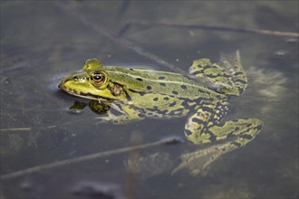 A pond frog sits in a pond near Münster, 08.04.2024