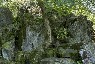 Volcanic basalt rocks, basanite, summit of Hoherodskopf mountain, Tertiary volcano, Schotten,