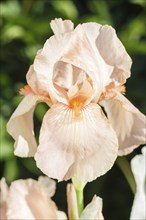 Beautiful multicolored iris flower bloom in the garden. Close up, fragility and summer concept