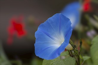 Sky blue morning glory (Ipomea), Brittany, France, Europe