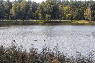 A forest park with large lake and and trees on the shore. Druskinikai, Lithuania, Europe