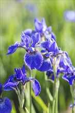 Colorful blue and white Iris in a botanical garden