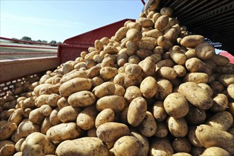 Agriculture potato harvesting with harvester (Mutterstadt, Rhineland-Palatinate)