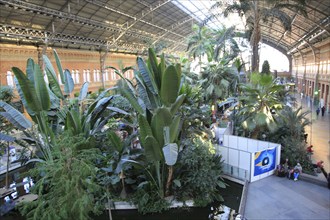 Tropical rainforest plants growing in garden inside Atocha railway station, Madrid, Spain, Europe