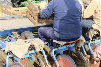 Agriculture potato cultivation and potato plants (Ludwigshafen, Rhineland-Palatinate)