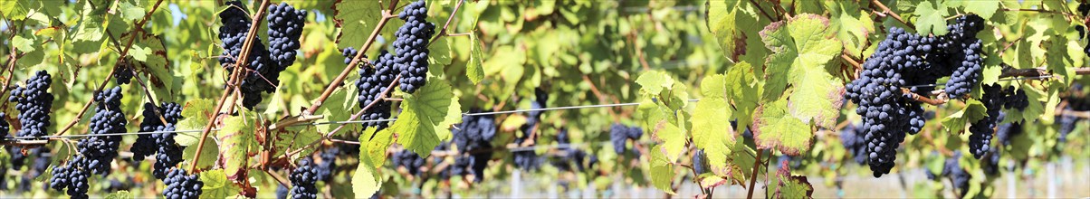 Panoramic picture of blue grapes on vines in the Palatinate