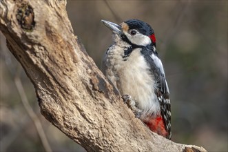 Great Spotted Woodpecker (Dendrocopos major) on a branch in the forest. Bas-Rhin, Alsace, Grand