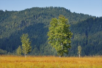 Birches in the Rothenthurm raised bog, Canton Schwyz, Switzerland, Europe