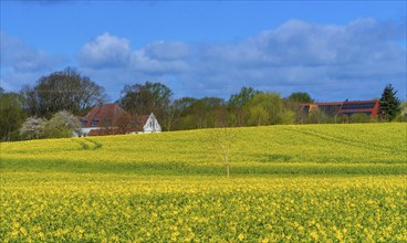 Landscape on Rügen, Mecklenburg-Western Pomerania, Germany, Europe