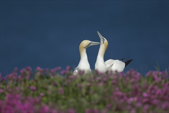 Northern gannet (Morus bassanus) two adult birds performing thier courtship display amongst