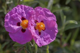 Orchid rock rose (Cistus x purpureus), Tuscany, Italy, Europe