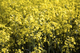 Yellow flowers of oil seed rape crop growing in field, Suffolk, England, UK