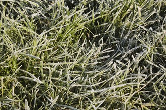 Close-up of frost and ice covered Poa pratensis, Kentucky Bluegrass lawn in early morning sunlight