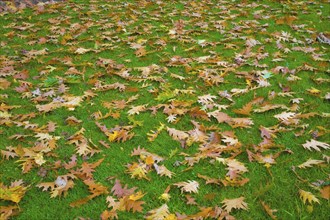 Fallen brown and yellow Quercus, Oak tree leaves on Poa pratensis, Kentucky Bluegrass lawn in