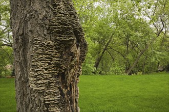Close-up of large Acer, Maple tree trunk and bark covered with Mushroom, Fungi growth in spring,