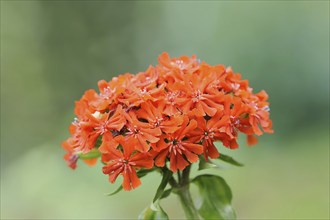 Burning love or scarlet campion (Lychnis chalcedonica, Silene chalcedonica), inflorescence,