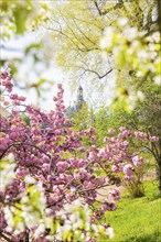 Blossoming cherry trees with a view of the Dresden skyline, Dresden, Saxony, Germany, Europe