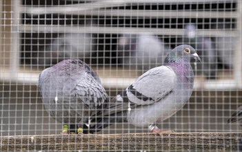 Carrier pigeons, in a pigeon loft, pigeon fancier, Mülheim, North Rhine-Westphalia, Germany, Europe