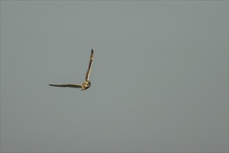 Short-eared owl (Asio flammeus) adult bird in flight, Kent, England, United Kingdom, Europe