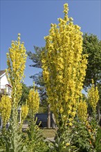 Mulleins (Verbascum), yellow, flowers, Wustrow, Darß, Mecklenburg-Vorpommern, Germany, Europe