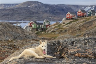 Greenland dog, husky lying on rocks in front of houses and panting, Tasiilaq, East Greenland,