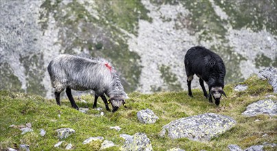 Two sheep grazing on a mountain meadow, Berliner Höhenweg, Zillertal Alps, Tyrol, Austria, Europe