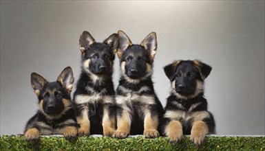 Pets, Dog, German Shepherd, Puppies, AI-generated, AI generated