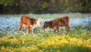 AI generated, Two calves on pasture, Cow, Studio, AI generated