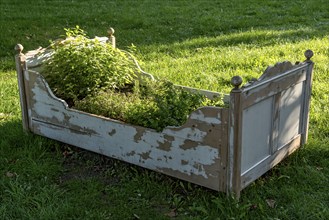 Old wooden bed as raised bed, herb garden, herbs and vegetables grown in it, garden of Friedberg