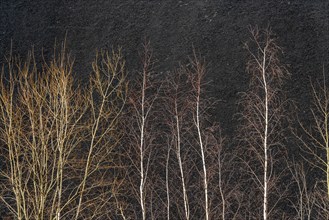 Coal stockpile, coal store, steam coal, for the STEAG Herne thermal power station, on the