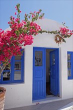 House entrance with bougainvillea or bougainvilleas (Bougainvillea), Oia, Santorini, Clyclades,