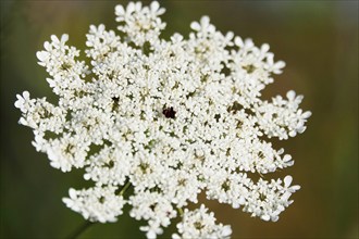 Wild carrot, summer, Saxony, Germany, Europe