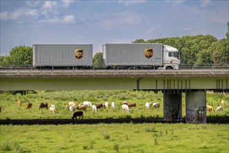 Lorry on the A40 motorway, bridge over the Ruhr and Styrumer Ruhrauen, herd of cattle, dairy cows