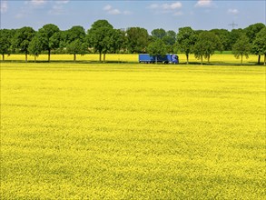 Landscape on the Lower Rhine, federal road B57, between Xanten and Kalkar, road traffic, North