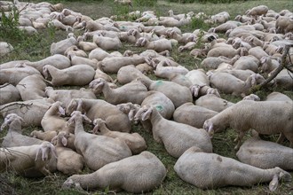 Resting, freshly shorn sheep in a nature reserve in Franconian Switzerland, Bavaria, Germany,