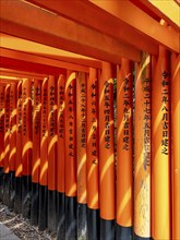 Torii gates, Fushimi Inari-Taisha shrine, Kyoto, Japan, Asia