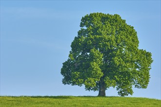 A single large lime tree (Tilia), standing in a meadow, under a clear blue sky, summer, Allgäu,