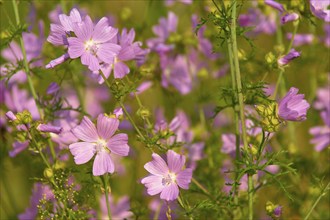 Musk mallow (Malva moschata), in a sunny meadow in summer, Spessart, Bavaria, Germany, Europe