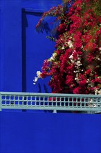 Majorelle Garden, botany, cactus, cacti, bougainvillea, flora, plant, botany, tropical, climate,