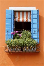 Open window with blue shutters and blooming flower box on an orange-coloured wall, Burano, Venice,