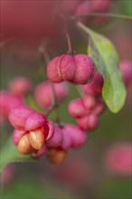 European spindle bush (Euonymus europaeus), Emsland, Lower Saxony, Germany, Europe