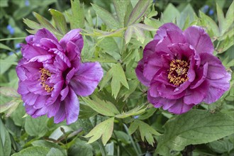 Shrub peony (Paeonia suffruticosa Leda), Emsland, Lower Saxony, Germany, Europe