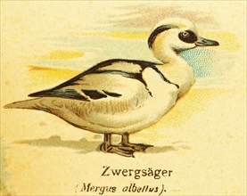 Smew (Mergus albellus) World of birds, historical illustration 1890