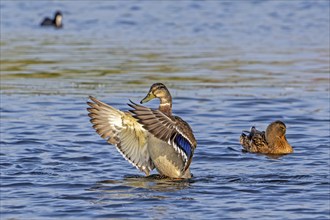 Mallard, wild duck (Anas platyrhynchos) female flapping wings while swimming in pond in summer