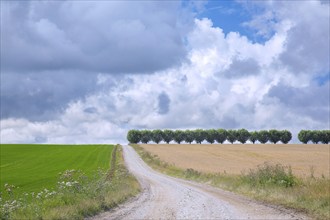 Country road, dirt road and row of white willows (Salix alba) trees along wheat field on a cloudy