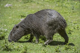 Capybara (Hydrochoerus hydrochaeris, Hydrochoeris hydrochaeris), largest rodent in the world native