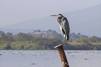 Great blue heron (Ardea herodias) in Lake Pa? tzcuaro, Lago de Pátzcuaro, Michoacan, Mexico,