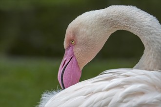 Close-up portrait of greater flamingo (Phoenicopterus roseus) preening feathers with pink beak