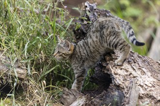 A kitten balances curiously on a fallen tree trunk in the forest, wildcat (Felis silvestris),